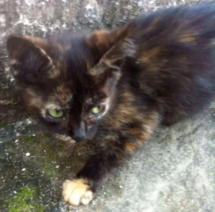 Gato ra a SRD idade Abaixo de 2 meses nome JADE