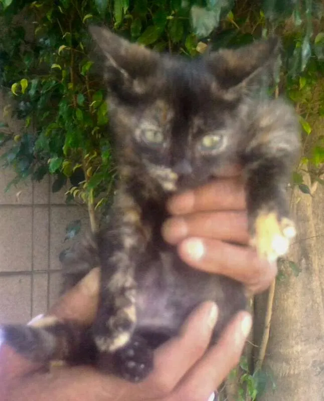 Gato ra a SRD idade Abaixo de 2 meses nome JADE