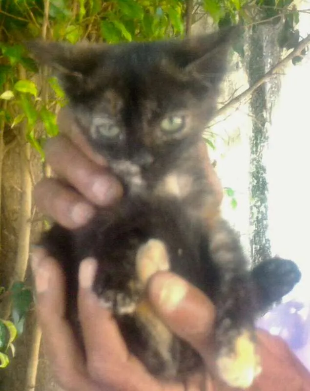 Gato ra a SRD idade Abaixo de 2 meses nome JADE