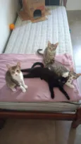 Jujuba, Amora, Maize