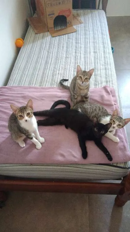 Gato ra a SRD idade 2 a 6 meses nome Jujuba, Amora, Maize
