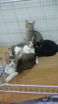 Jujuba, Amora, Maize