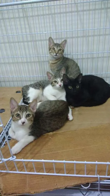 Gato ra a SRD idade 2 a 6 meses nome Jujuba, Amora, Maize