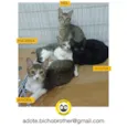 Jujuba, Amora, Maize