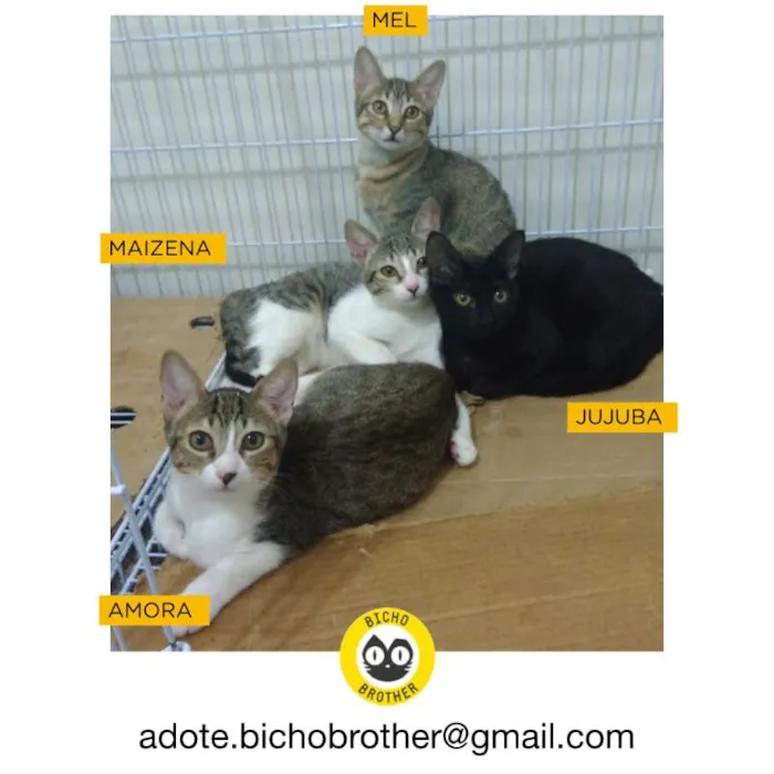 Gato ra a SRD idade 2 a 6 meses nome Jujuba, Amora, Maize