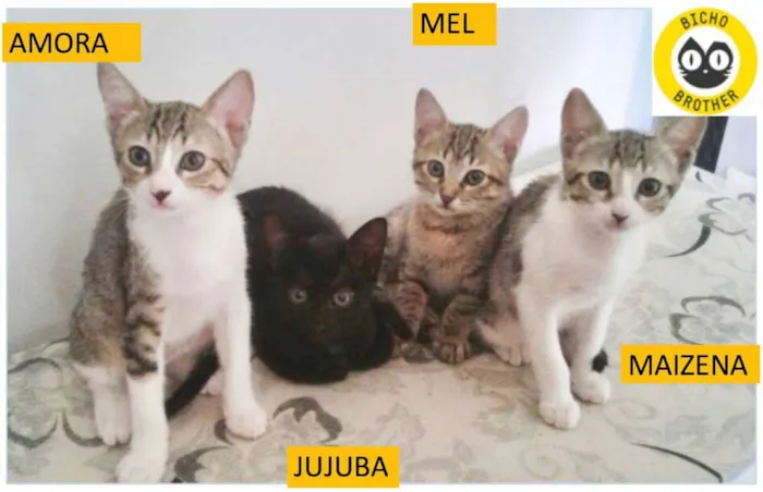 Gato ra a SRD idade 2 a 6 meses nome Jujuba, Amora, Maize