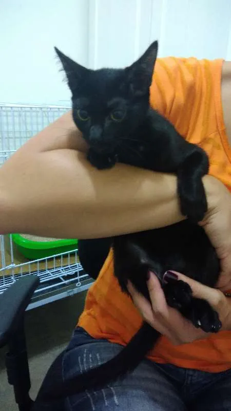 Gato ra a SRD idade 2 a 6 meses nome Jujuba, Amora, Maize