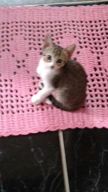 Gato ra a SRD idade 2 a 6 meses nome Jujuba, Amora, Maize