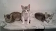 Jujuba, Amora, Maize