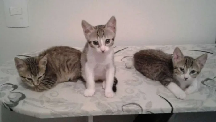 Gato ra a SRD idade 2 a 6 meses nome Jujuba, Amora, Maize