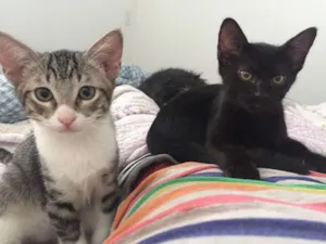 Gato raça SRD idade 2 a 6 meses nome Rafa e Mateus