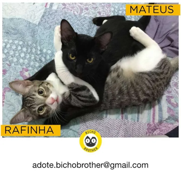 Gato ra a SRD idade 2 a 6 meses nome Rafa e Mateus