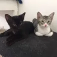 Rafa e Mateus