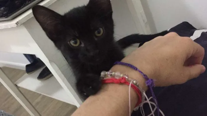 Gato ra a SRD idade 2 a 6 meses nome Rafa e Mateus