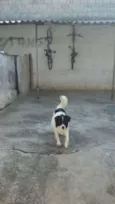 BOB