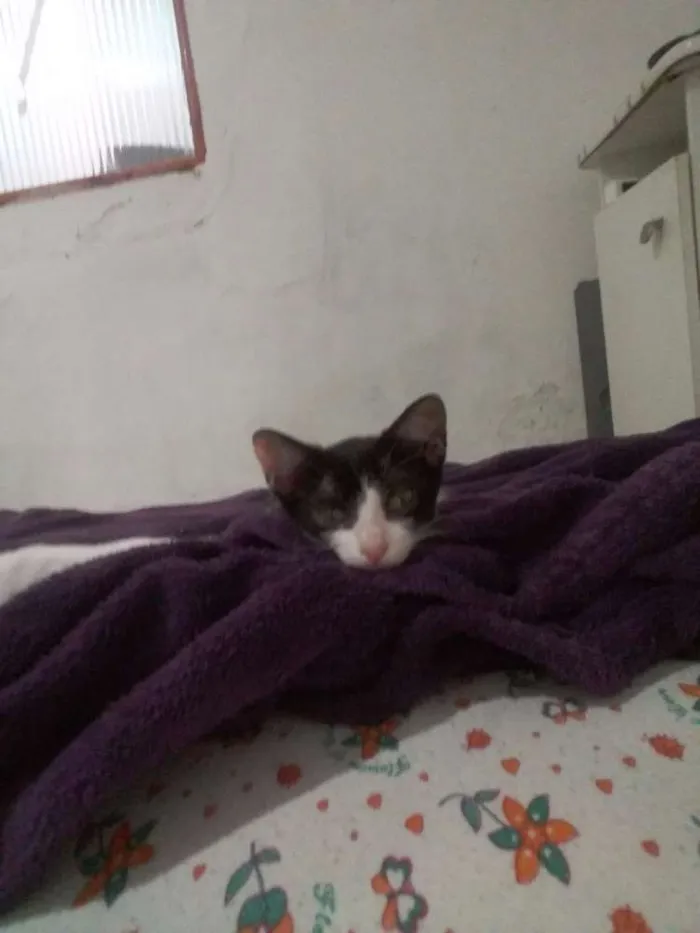 Gato ra a  idade 2 a 6 meses nome Pipoca michone cal