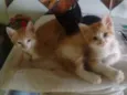 Gatos