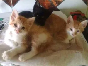 Gato raça  idade 2 a 6 meses nome Gatos