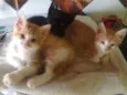 Gatos