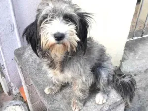 Cachorro raça Lhasa com Pudle idade 1 ano nome Luna