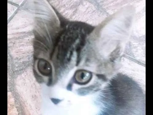 Gato ra a Mista idade 2 a 6 meses nome Mia