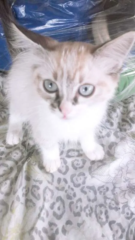 Gato ra a Mista idade 2 a 6 meses nome Mia