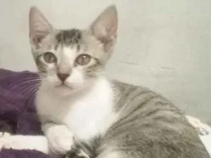 Gato raça  idade 2 a 6 meses nome Pipoca michone cal