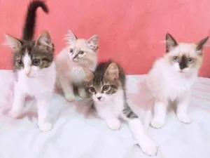 Gato raça Mista idade 2 a 6 meses nome Mia