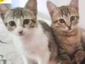 Gato raça SRD idade 2 a 6 meses nome Jujuba, Amora, Maize