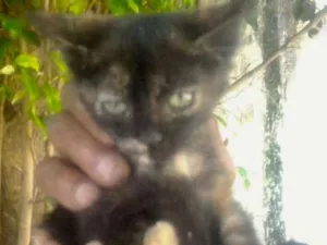 Gato raça SRD idade Abaixo de 2 meses nome JADE