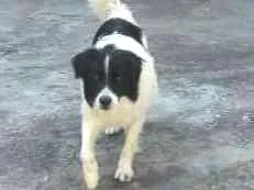 Cachorro raça  idade 3 anos nome BOB