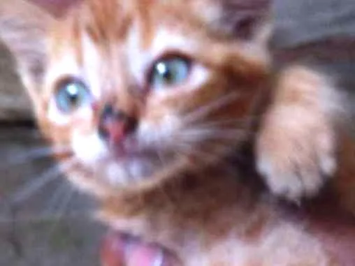 Gato ra a SRD idade Abaixo de 2 meses nome CARAMELO