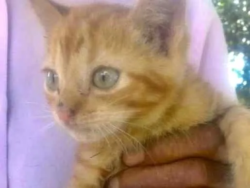 Gato ra a SRD idade Abaixo de 2 meses nome CARAMELO