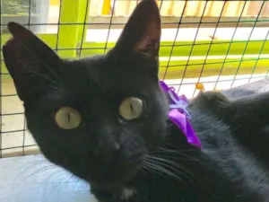 Gato raça SRD idade 7 a 11 meses nome Téo e Juju