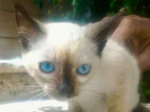 Gato raça siames idade Abaixo de 2 meses nome YASMIN