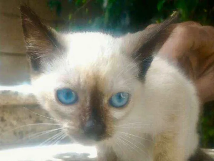 Gato ra a siames idade Abaixo de 2 meses nome YASMIN