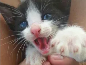 Gato raça De rua idade Abaixo de 2 meses nome Gatos