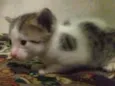 Gato macho e femea