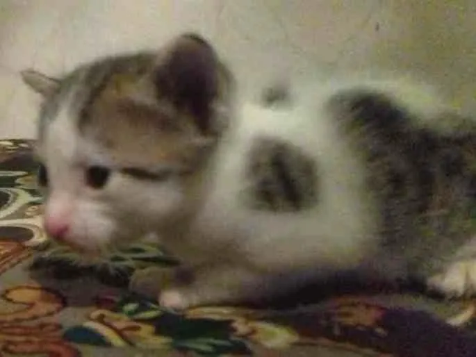 Gato raça Srd idade Abaixo de 2 meses nome Gato macho e femea