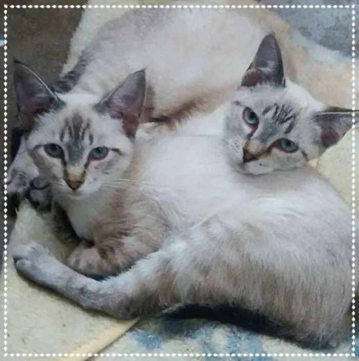 Gato ra a srd idade 2 a 6 meses nome Bibi & Gabi