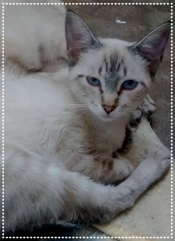Gato ra a srd idade 2 a 6 meses nome Bibi & Gabi