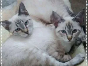 Gato raça srd idade 2 a 6 meses nome Bibi & Gabi