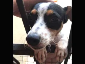 Cachorro raça Pinscher idade 1 ano nome LUNA