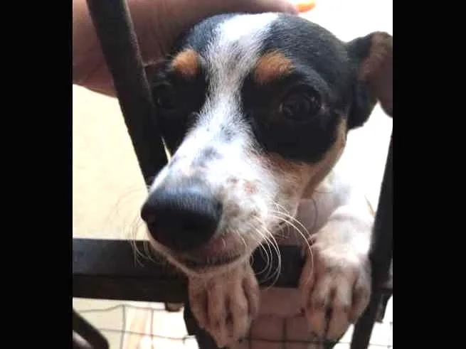 Cachorro ra a Pinscher idade 1 ano nome LUNA