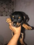Paloma