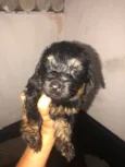 Paloma