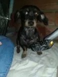 Paloma