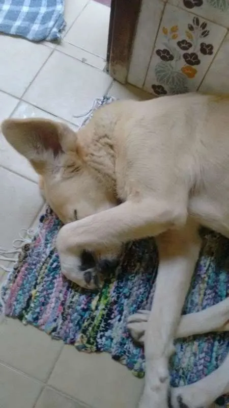Cachorro ra a SRD idade 6 ou mais anos nome Nina