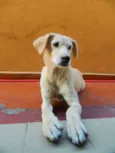 Nina