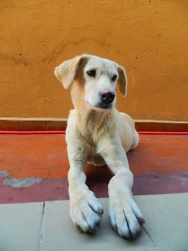 Cachorro ra a SRD idade 6 ou mais anos nome Nina